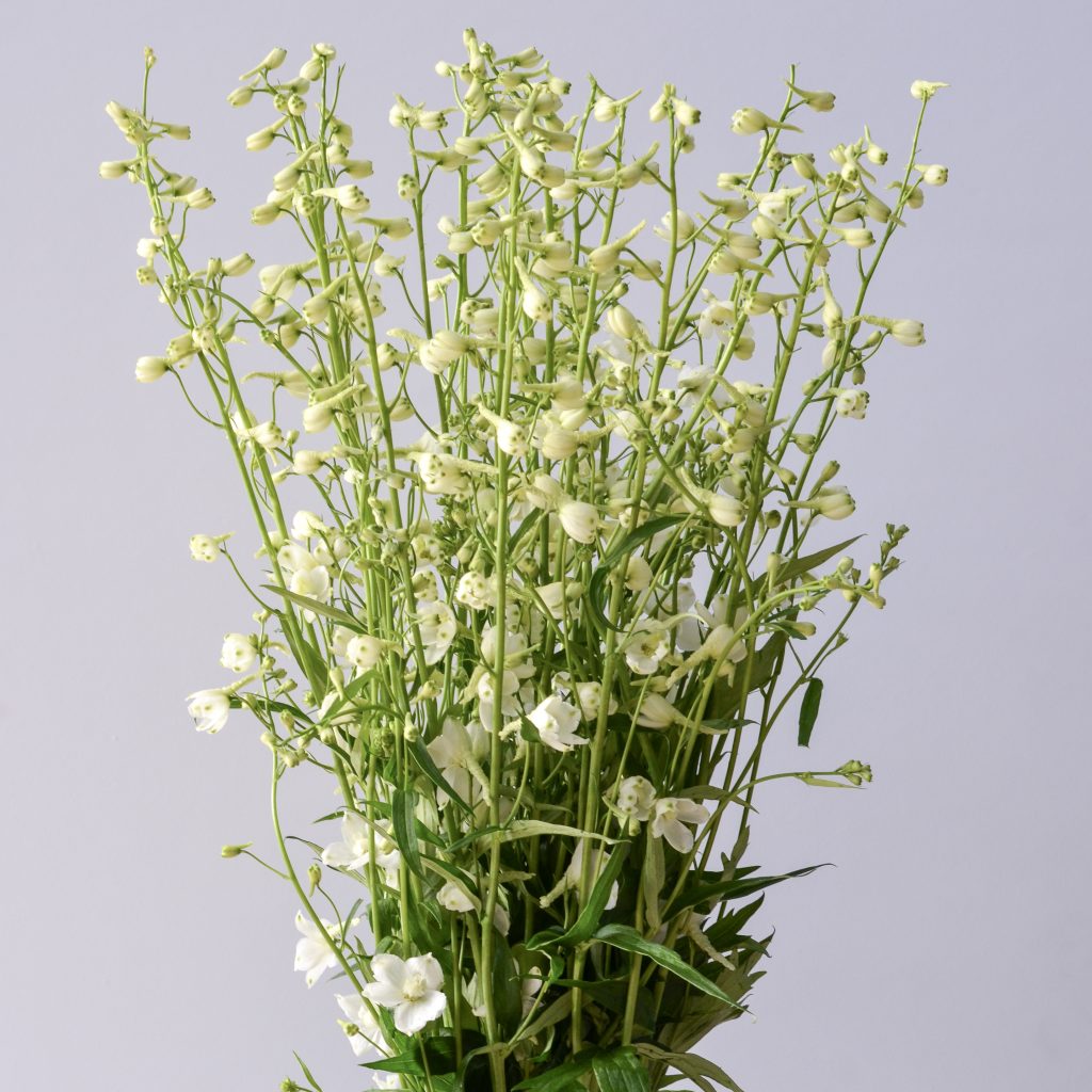 Delphinium Bella Donna White