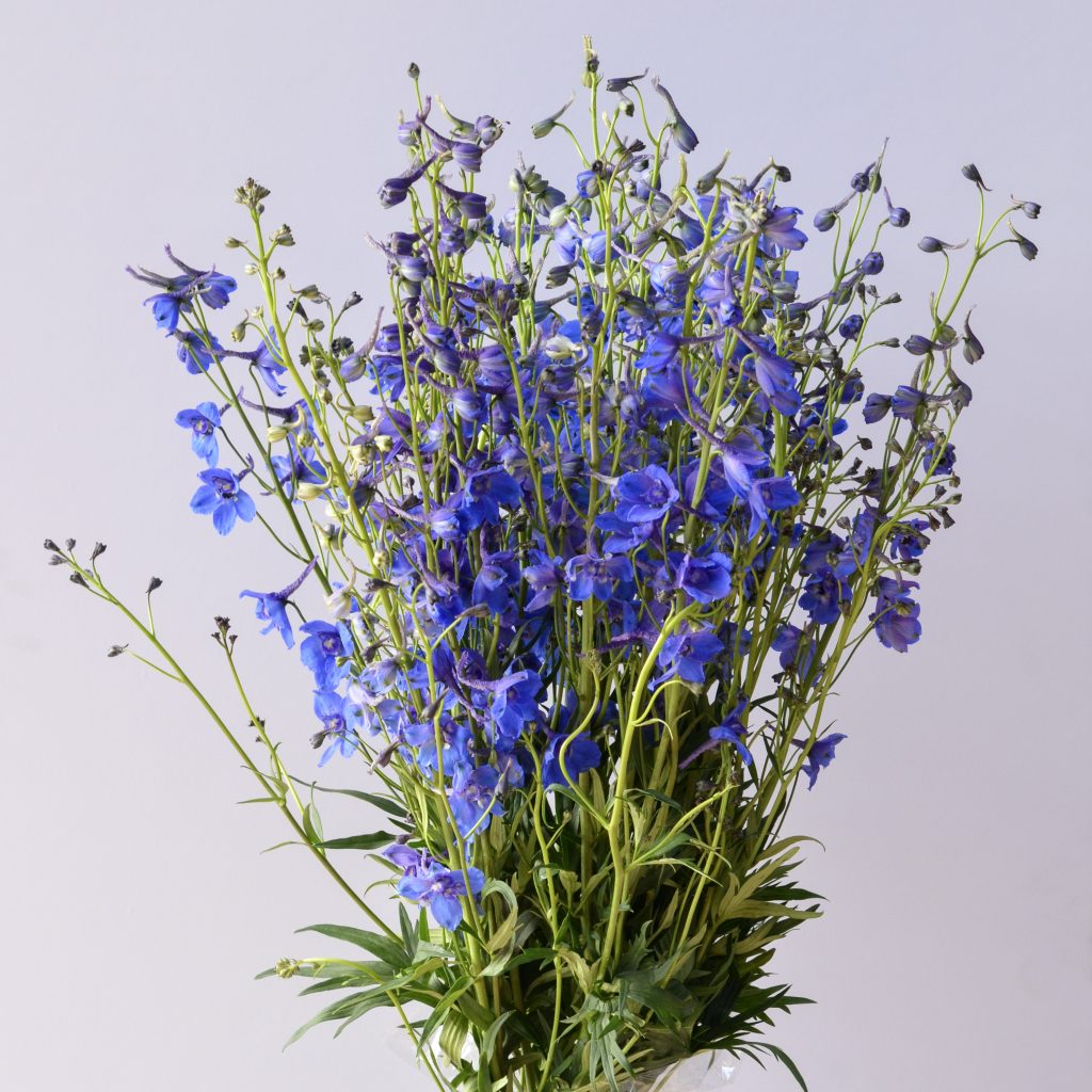 Delphinium Bella Donna Blue