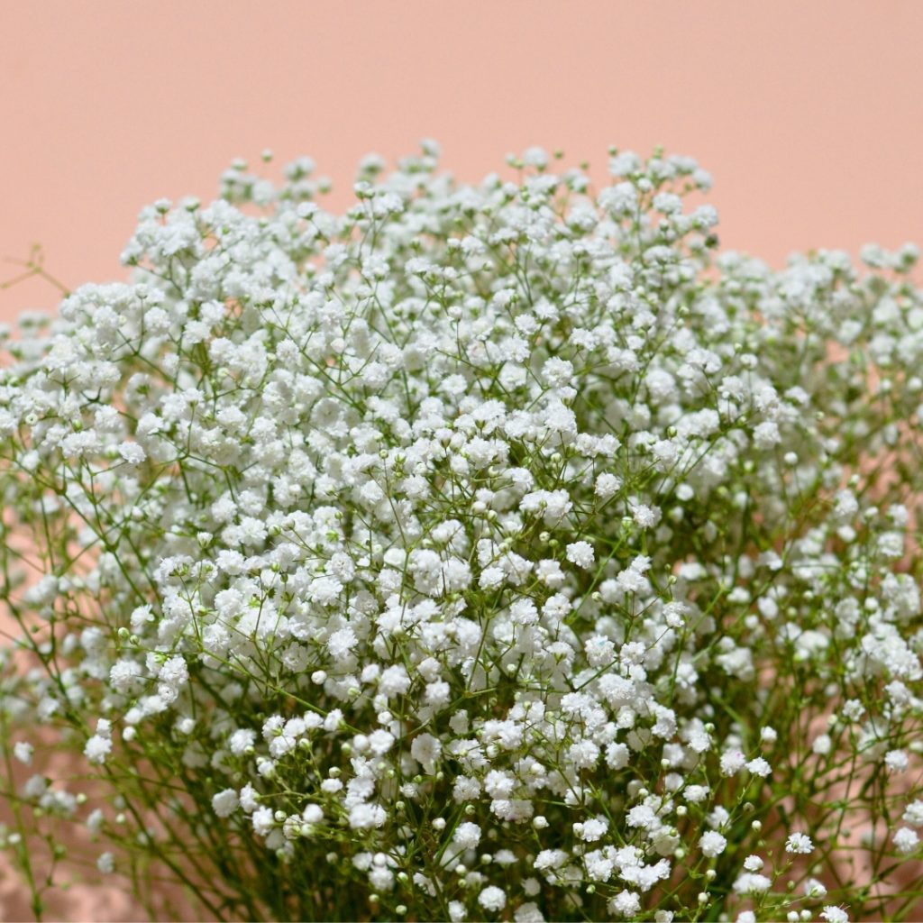 Gypsophila Excellence