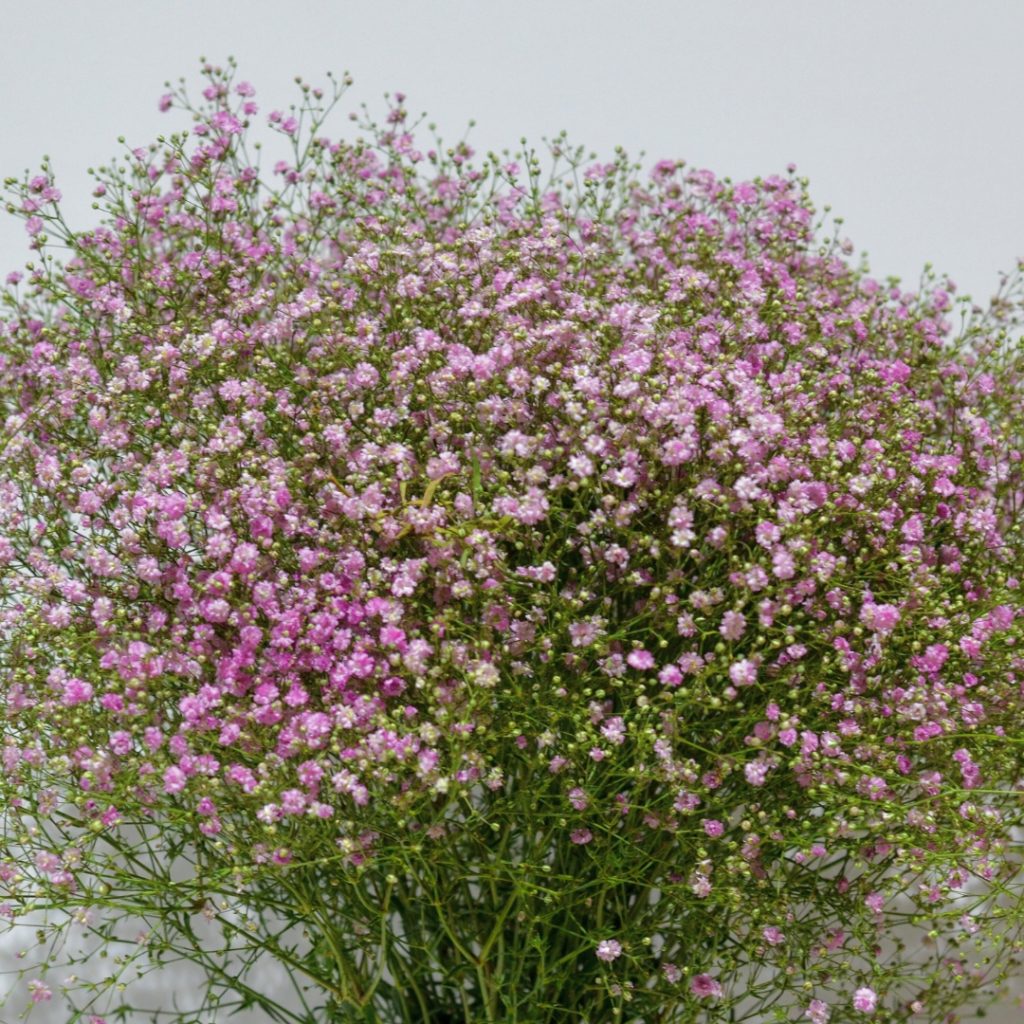 Gypsophila My Pink