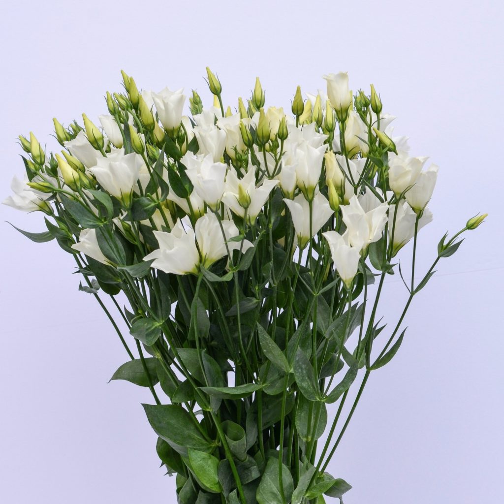 LIsianthus Botanical White