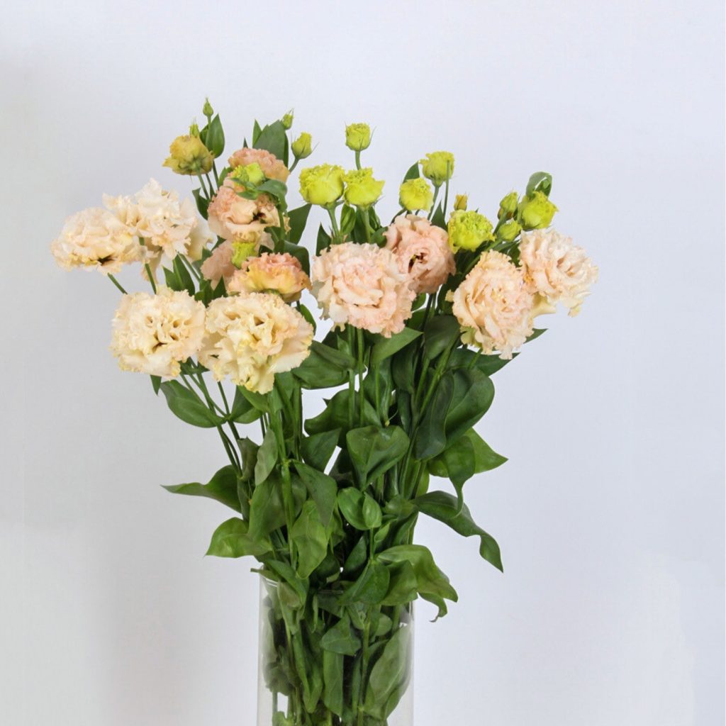 Lisianthus Alissa Peach