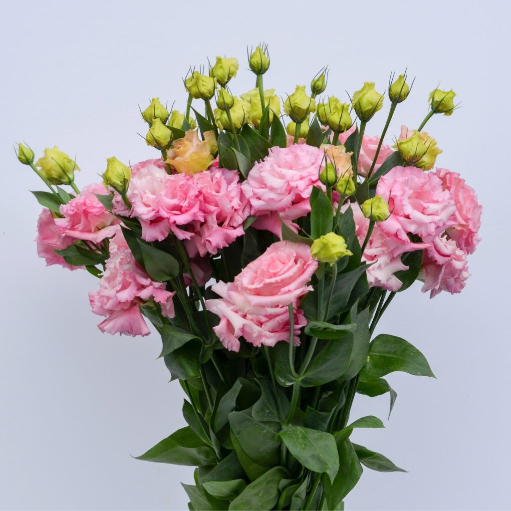 Lisianthus Alissa Rose