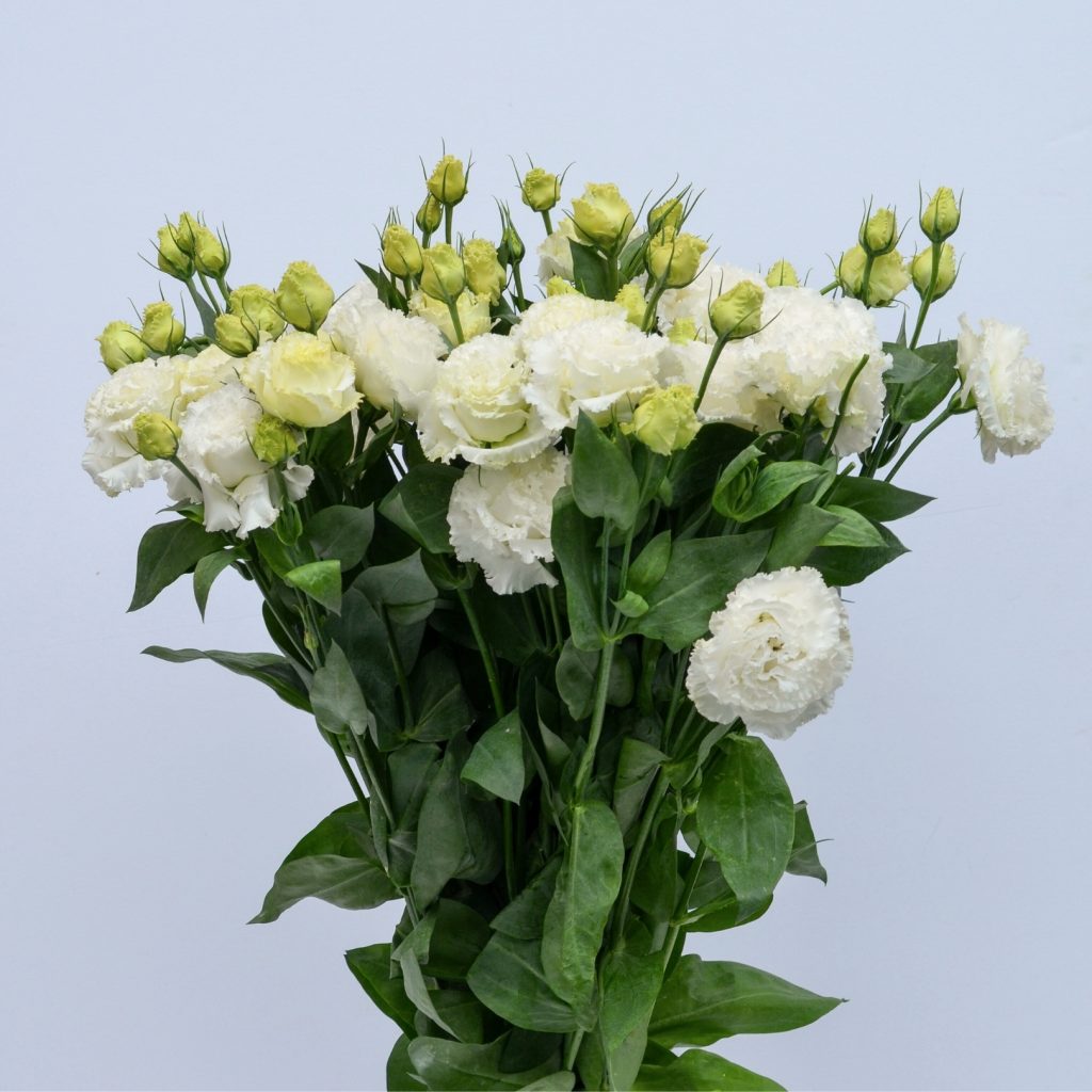 Lisianthus Alissa White