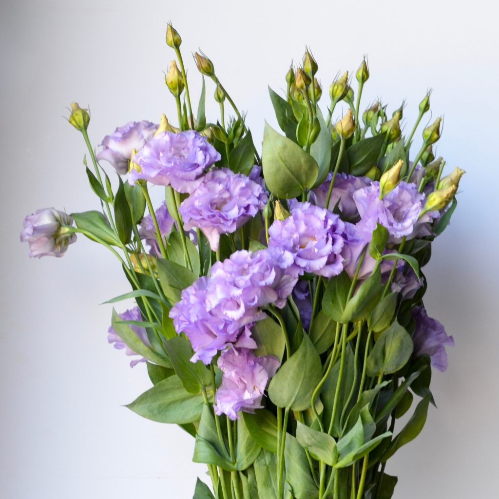 Lisianthus Corelli Lavender