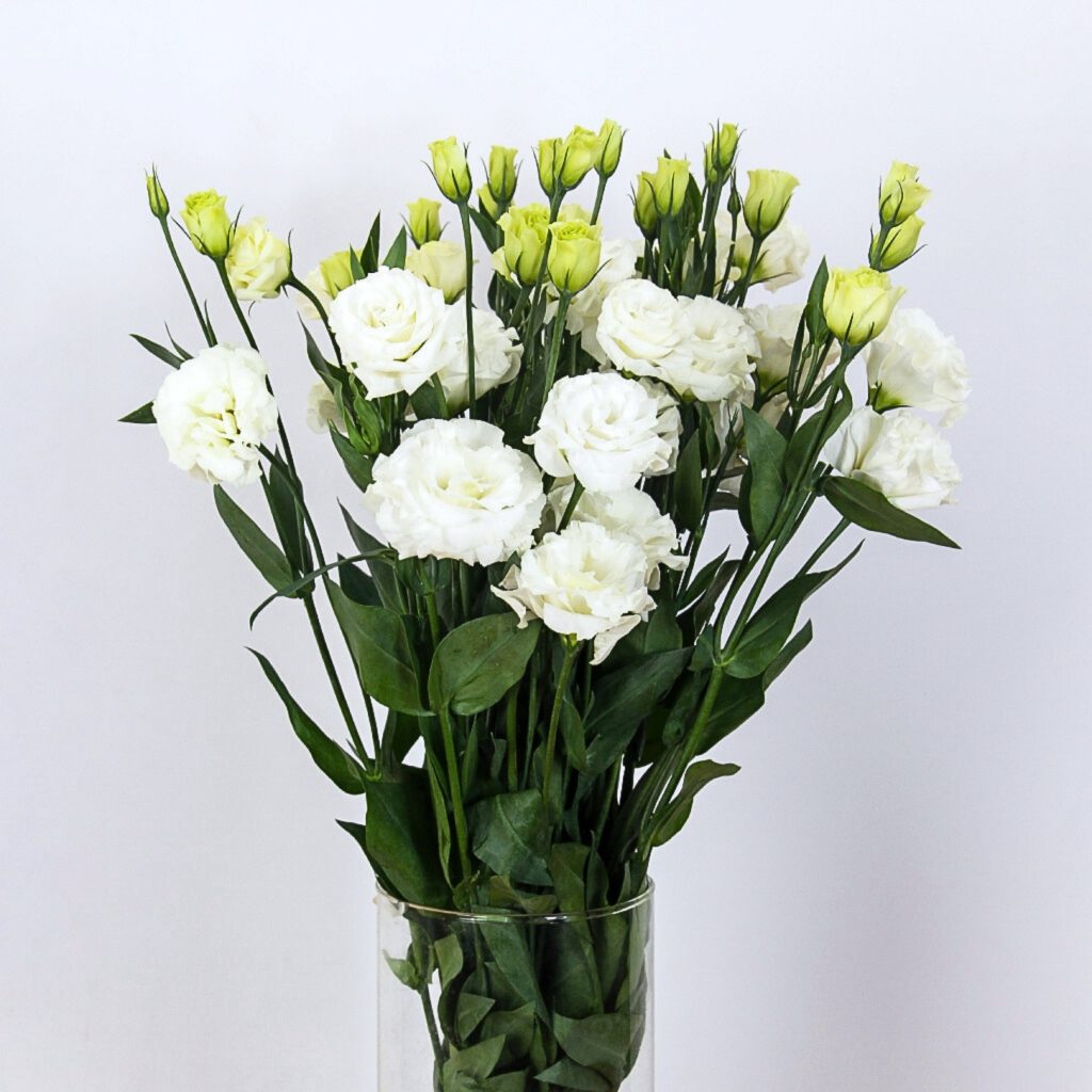Lisianthus Prime White