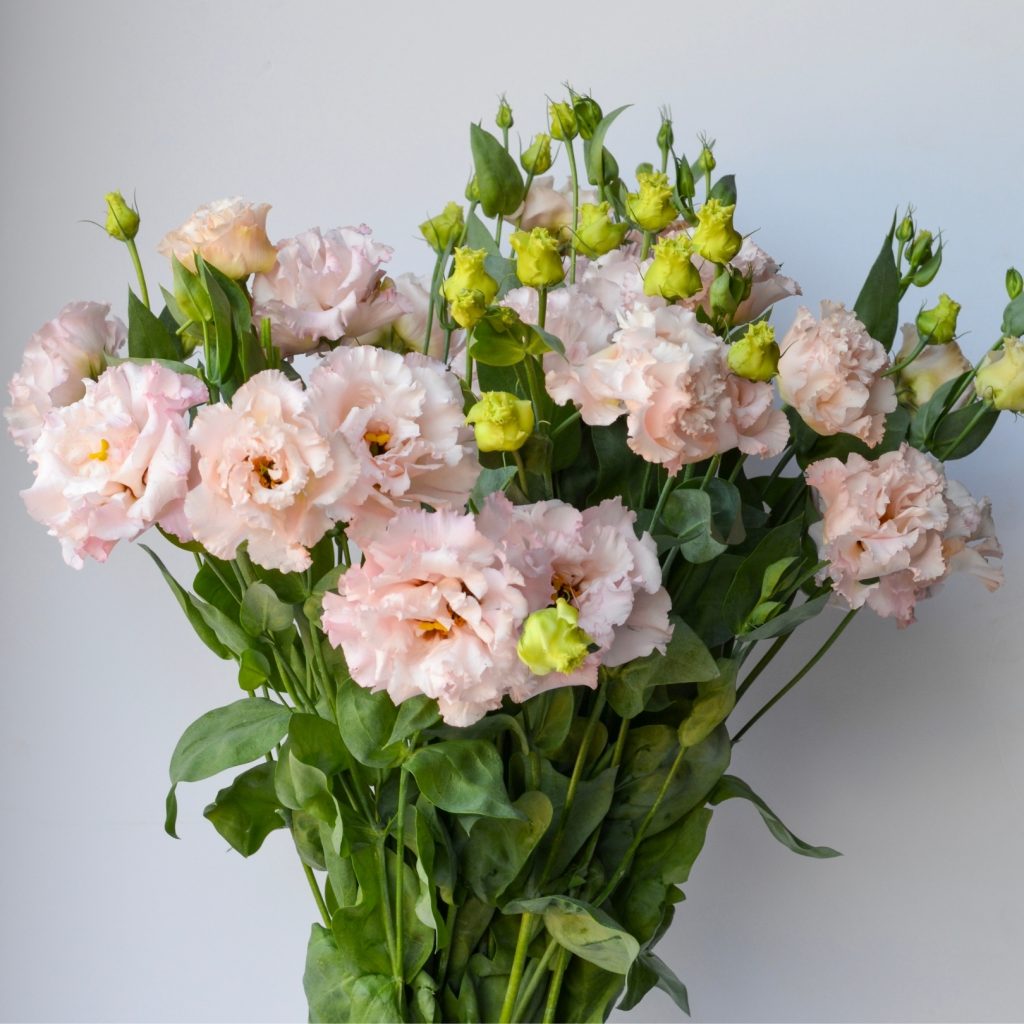 Lisianthus Reina Pink