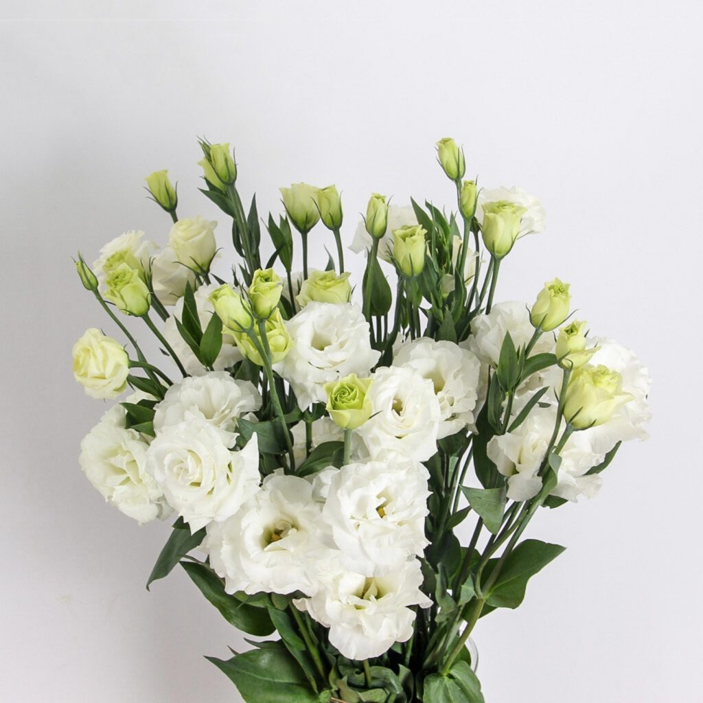 Lisianthus Silky White