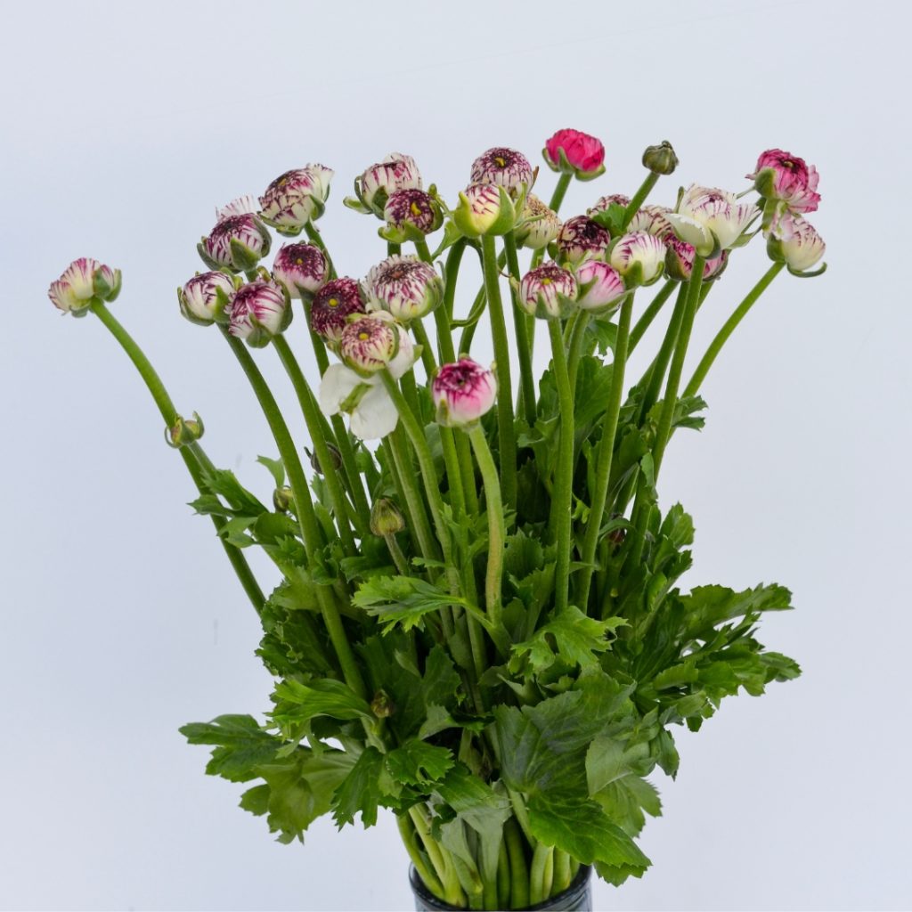 Ranunculus Elegance Cappuccino