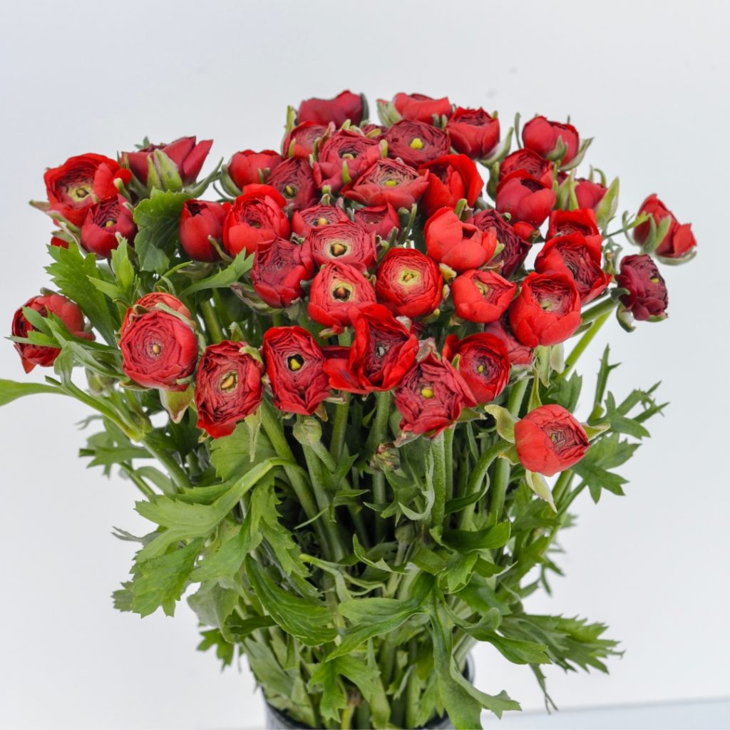 Ranunculus Elegance Red