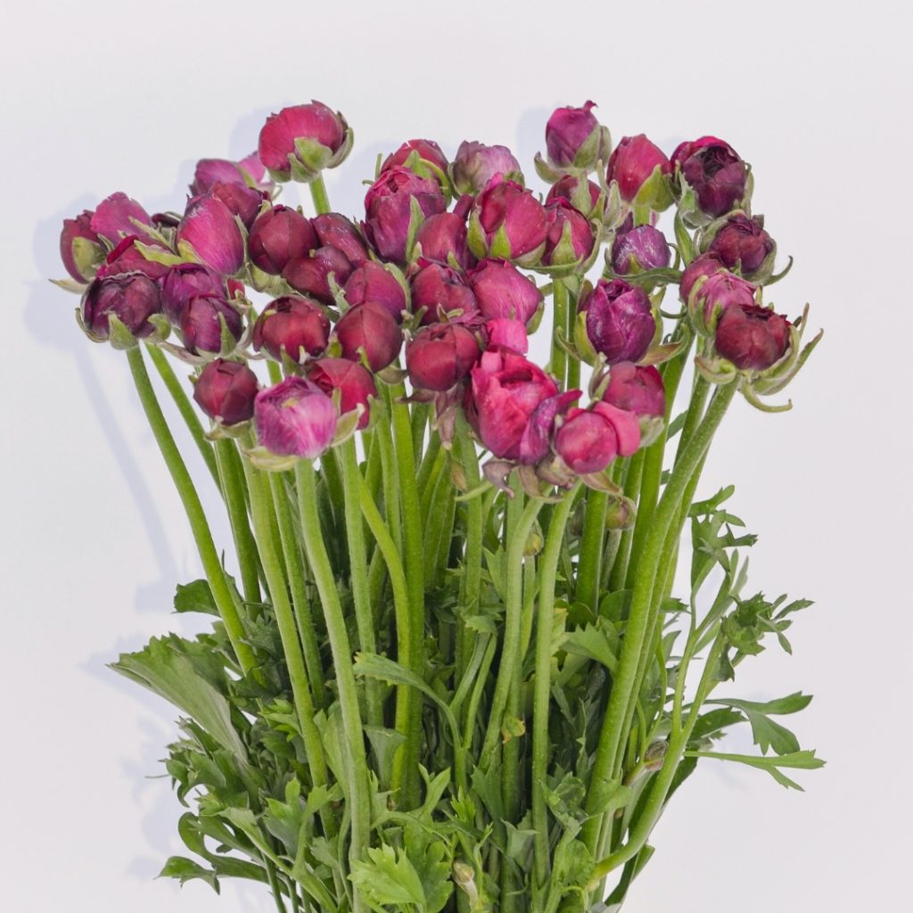 Ranunculus Elegance Rose