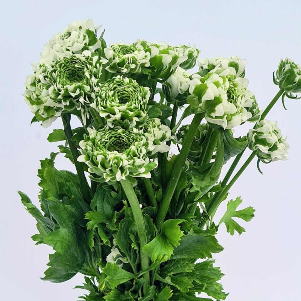 Ranunculus Pon Pon Igloo White