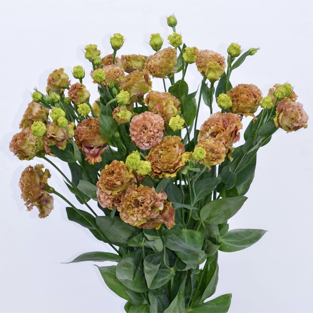 Lisianthus Rosanna Terracotta