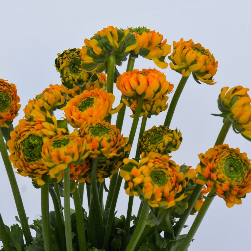 Ranunculus Pon Pon Merlino